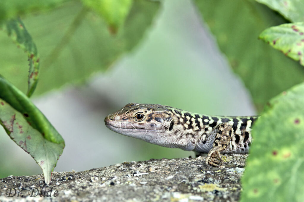 Italian Wall Lizard - Dr. Dude Photography
