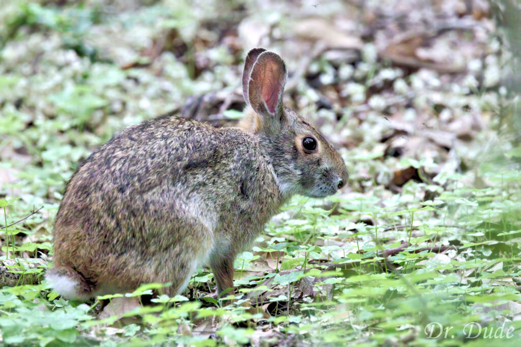 Swamp Rabbit - Dr. Dude Photography
